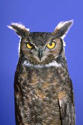 Great Horned Owl. Jack Kelly Clark, UC IPM